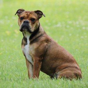 Continental Bulldog Beausoleil, Continental Army Bulls Soleil
