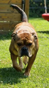 Continental Bulldog, Continental Army Bulls Beausoleil, kontinentale Bulldogge, Soleil, Saarland VDH Zucht