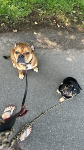 Continental Bulldog, Continental Army Bulls Beausoleil, kontinentale Bulldogge, Soleil, Saarland Zucht, Snug Tea, Kennel, Bully, Black and Tan, roter Hund, Zobel