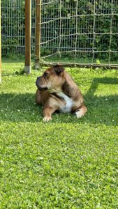 Continental Bulldog, Continental Army Bulls Beausoleil, kontinentale Bulldogge, Soleil, Saarland Zucht, VDH, FCI, Bullybreed, Soleil, Hund rot