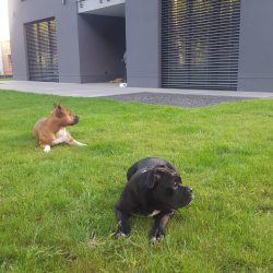 Kunobulls Ava und Liv haben alles im Blick
